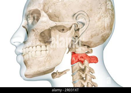 Asse seconda vertebra cervicale di colore rosso con corpo 3D rappresentazione illustrazione isolata su bianco con spazio di copia. Scheletro umano e anatomia della colonna vertebrale, io Foto Stock