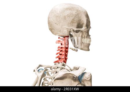 Vertebre cervicali in rosso rappresentazione 3D isolato su bianco con spazio di copia. Anatomia dello scheletro umano e della colonna vertebrale, diagramma medico, osteolo Foto Stock