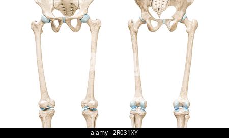 Visualizzazione frontale e posteriore del femore o del femore illustrazione di rendering 3D isolata su bianco con spazio di copia. Anatomia dello scheletro umano e delle gambe, diagramma medico, Foto Stock