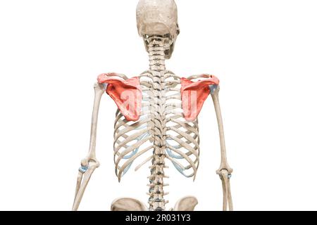 Scapola o ossa della spalla di colore rosso 3D illustrazione di rendering isolato su bianco con spazio di copia. Scheletro umano o anatomia del sistema scheletrico AN Foto Stock