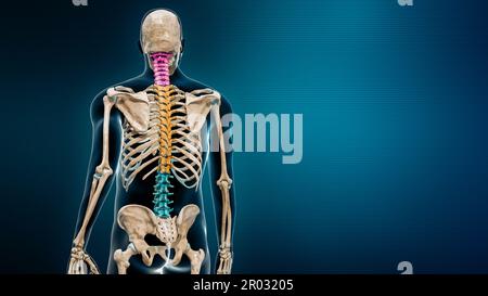 Vertebre cervicali, toraciche e lombari in vista posteriore a colori con rappresentazione del corpo 3D su sfondo blu con spazio di copia. Colonna vertebrale o schiena umana Foto Stock