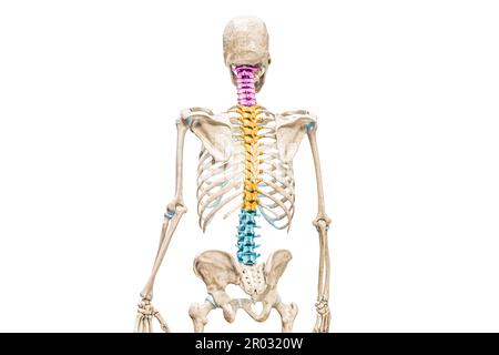 Vertebre cervicali, toraciche e lombari nella vista posteriore a colori 3D illustrazione del rendering isolata su sfondo bianco. Anatomia della colonna vertebrale o della spina dorsale umana, io Foto Stock