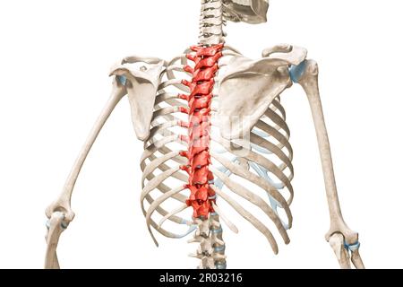 Vertebre toraciche di colore rosso 3D illustrazione di rendering isolata su bianco con spazio di copia. Anatomia dello scheletro umano e della colonna vertebrale, diagramma medico, osteolo Foto Stock