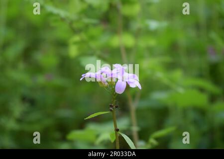 fiore viola foresta Foto Stock