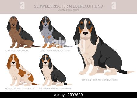 Schweizerischer Niederlaufhund, piccolo clivere svizzero. Set di tutti i colori del mantello. Infografica sulle caratteristiche di tutte le razze di cani. Illustrazione vettoriale Illustrazione Vettoriale