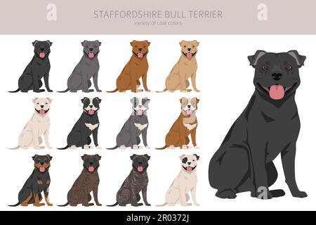 Staffordshire bull Terrier. Diverse varietà di cappotto colore bulli cani set. Illustrazione vettoriale Illustrazione Vettoriale