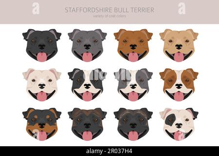 Staffordshire bull Terrier. Diverse varietà di cappotto colore bulli cani set. Illustrazione vettoriale Illustrazione Vettoriale
