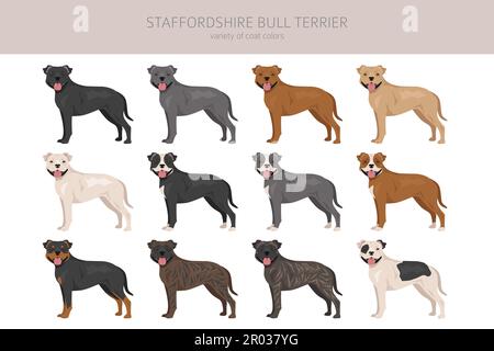 Staffordshire bull Terrier. Diverse varietà di cappotto colore bulli cani set. Illustrazione vettoriale Illustrazione Vettoriale