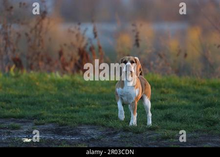 Un'aquila marrone e bianca si erge in un lussureggiante campo verde con un bellissimo tramonto arancione e rosa Foto Stock