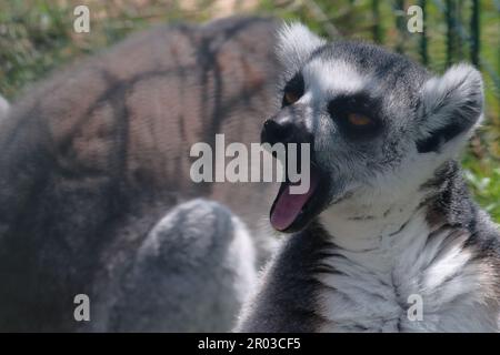 Primo piano di un lemure che allunga la bocca in un gesto di sbadiglio Foto Stock