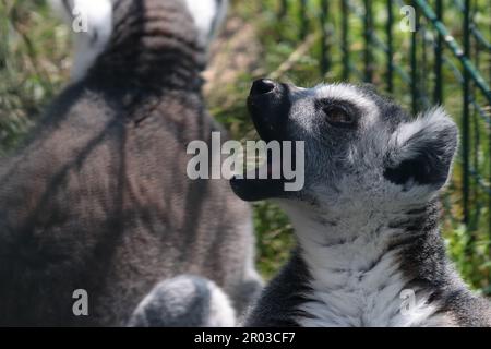 Primo piano di un lemure che allunga la bocca in un gesto di sbadiglio Foto Stock