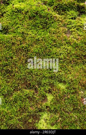 Muschio che cresce sulla faccia di un muro di arenaria. Il muschio è benefico per l'ambiente, immagazzinando carbonio e pulendo la qualità dell'aria Foto Stock