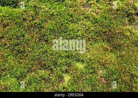 Muschio che cresce sulla faccia di un muro di arenaria. Il muschio è benefico per l'ambiente, immagazzinando carbonio e pulendo la qualità dell'aria Foto Stock