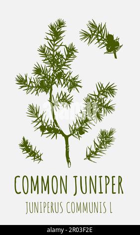 Ginepro disegni. Illustrazione disegnata a mano. Nome latino JUNIPERUS COMMUNIS L. Foto Stock