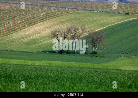 Il paesaggio culturale di Weinviertel, bassa Austria, in primavera Foto Stock