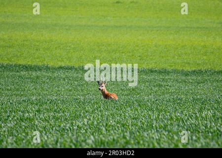 Un maestoso roebuck esplora l'area intorno al suo stand nel mezzo di un campo di mais verde. Foto Stock