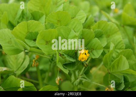 Primo piano naturale sul piccolo fiore rosso del burclover macchiato o medick clover, Medicago arabica Foto Stock