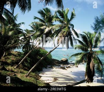Seychelles. Mahé. Spiaggia tropicale. Foto Stock