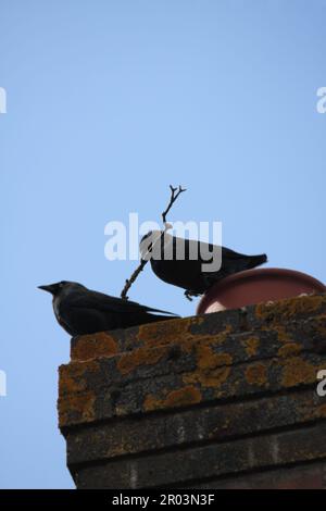 Jackdaws (Corvus monidula) su Chimney Pot on House nel Cotswolds. Foto Stock
