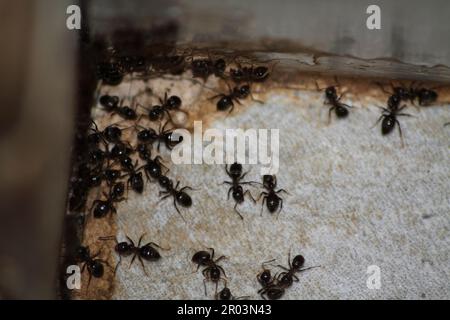 Ants  (Lasius niger) Swarming inside house. Foto Stock