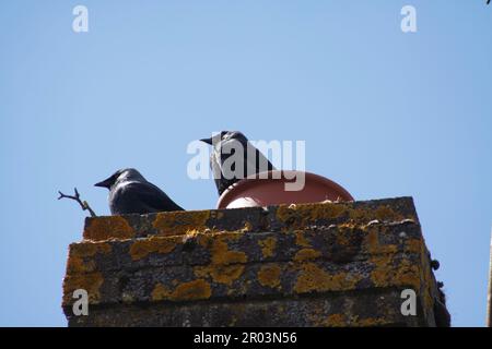 Jackdaws (Corvus monidula) su Chimney Pot on House nel Cotswolds. Foto Stock