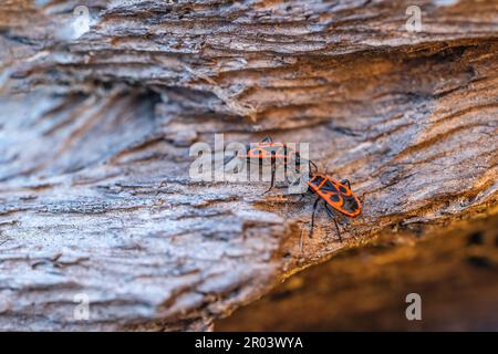 Coppia di firebug in posa su un vecchio tronco d'albero da vicino. Foto Stock