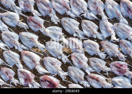 Calamari freschi sono essiccati al sole sull'isola di Koh Phangan, Thailandia, da vicino Foto Stock
