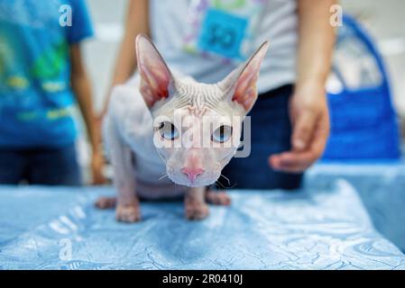 Un gatto di colore crema di Don sfinge con gli occhi blu si siede tensamente su un tappeto blu e guarda via. Primo piano. Foto Stock