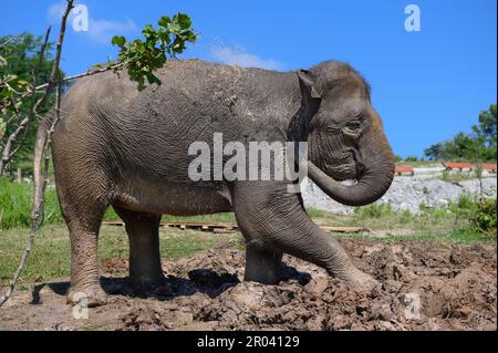 Un elefante asiatico si erge nel fango e versa l'acqua sporca dal suo tronco su di te. Primo piano. Foto Stock