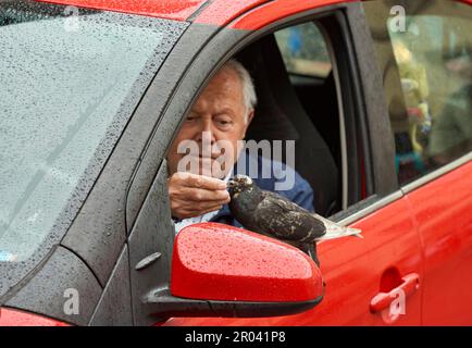 Un uomo anziano che alimenta i piccioni dal finestrino della sua auto in una giornata piovosa. Firenze, Italia Foto Stock