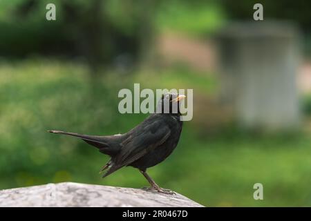 Uccello nero comune (Turdus merula) in piedi su una roccia in un parco Foto Stock