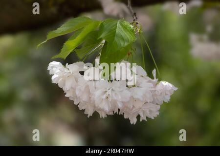 Primo piano di fiori di Prunus 'Shogetsu' in un giardino in primavera Foto Stock