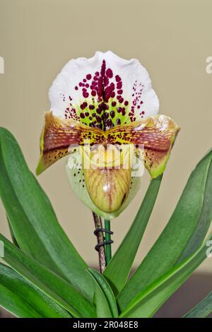 Primo piano di Lady Slipper Orchidea paphiopedilum su sfondo grigio Foto Stock