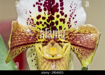 Primo piano di un fiore orchidea Lady Slipper, paphiopedilum. Scatto macro Foto Stock