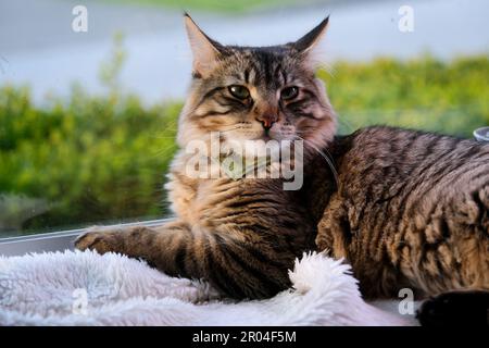 Un grazioso gatto siberiano si trova sulla finestra con coperta bianca si addormenta guarda via petsPet Care Comfort a casa Grigio lanuginoso vicino alla finestra Foto Stock