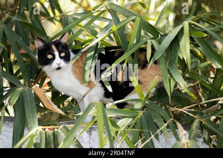 un gatto nero, bianco e marrone in piedi su un bordo di un muro tra una pianta di bambù. Foto Stock