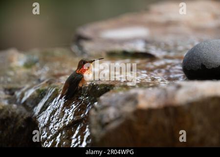 Un colibrì maschile (Sasino Selasforo) che si trova in acqua corrente e che mostra il suo gorget. Fotografato a Santa Barbara, California. Foto Stock