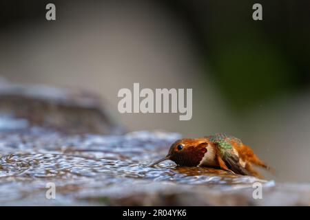 Un colibrì maschio di allene (Sasin Selasforus) che beve acqua da un piccolo stagno di acqua corrente. Fotografato a Santa Barbara, California. Foto Stock