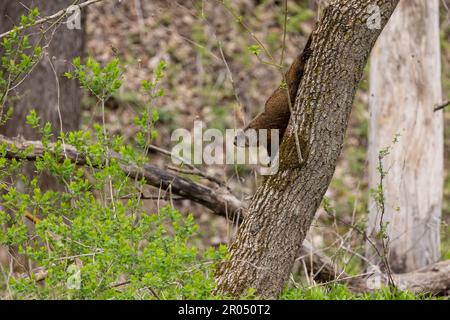 Un mandrino in un albero nel bosco durante la primavera. Foto Stock