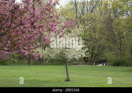 Alberi in primavera Foto Stock