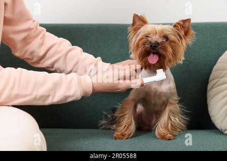 Donna spazzolando i denti del cane sul divano, primo piano Foto Stock