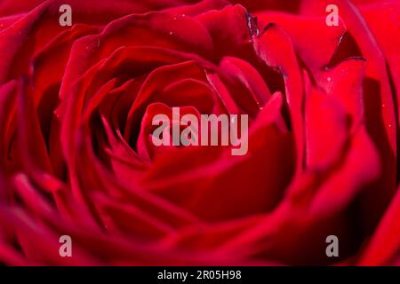 Ostrowo, Polonia. 01st maggio, 2023. Una rosa rossa è in vendita in un negozio di fiori. La Festa della mamma di quest'anno cade il 14 maggio. Credit: Fernando Gutierrez-Juarez/dpa/Alamy Live News Foto Stock