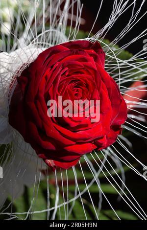 Ostrowo, Polonia. 01st maggio, 2023. Una rosa rossa è in vendita in un negozio di fiori. La Festa della mamma di quest'anno cade il 14 maggio. Credit: Fernando Gutierrez-Juarez/dpa/Alamy Live News Foto Stock