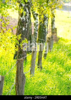 Prato in primavera verde lussureggiante verde natura ecologica Foto Stock