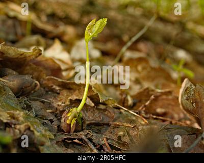 nuova vita nella foresta piccoli giovani pianta crescono in grandi alberi Foto Stock