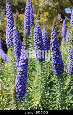 Lunghe lance di fiori di verde viola brillante fioriscono in tarda primavera, California. Foto Stock