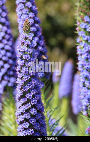 Lunghe lance di fiori di verde viola brillante fioriscono in tarda primavera, California. Foto Stock