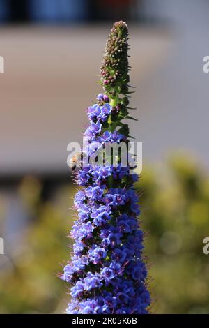 Un'ape piccola raccoglie il nettare dai fiori viola luminosi su un'alta lancia dell'echium. Foto Stock