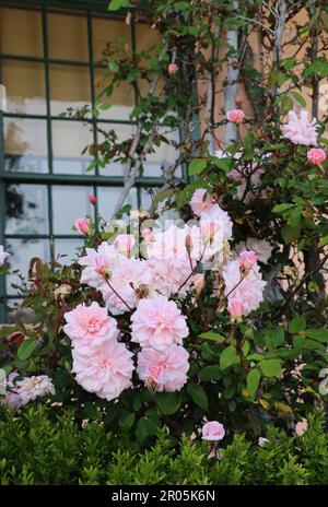 Le delicate rose rosa montano una finestra di un edificio storico, Monterey, California. Foto Stock