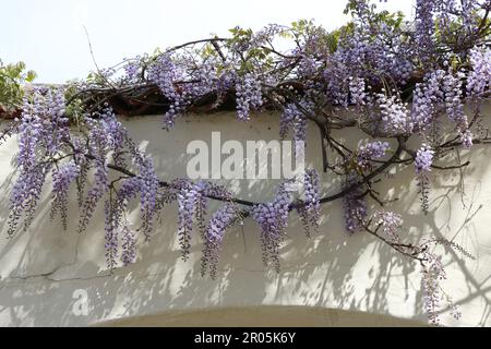 Bei rami di coda di glicine viola contro una parete bianca di adobe, all'inizio della primavera, Monterey CA. Foto Stock